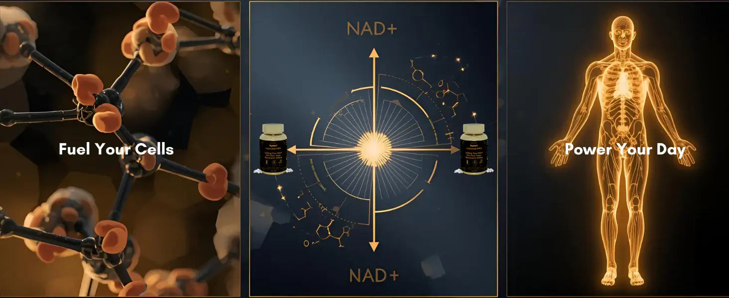 Liposomal NAD+ 1200 mg with Resveratrol – 80 Vegan Capsules | AYAANI Ayaani